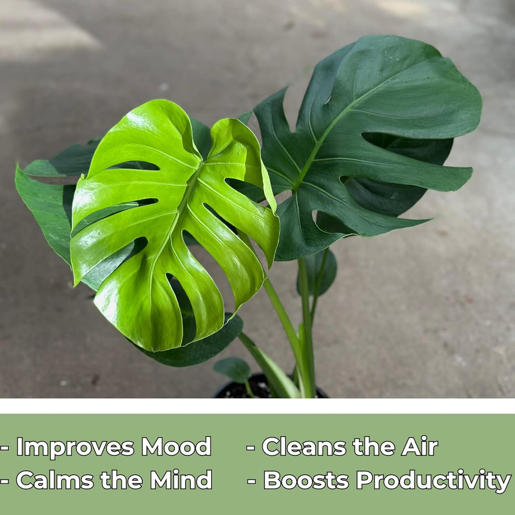 Monstera Deliciosa Live Plant in 4 Inch Pot M39910