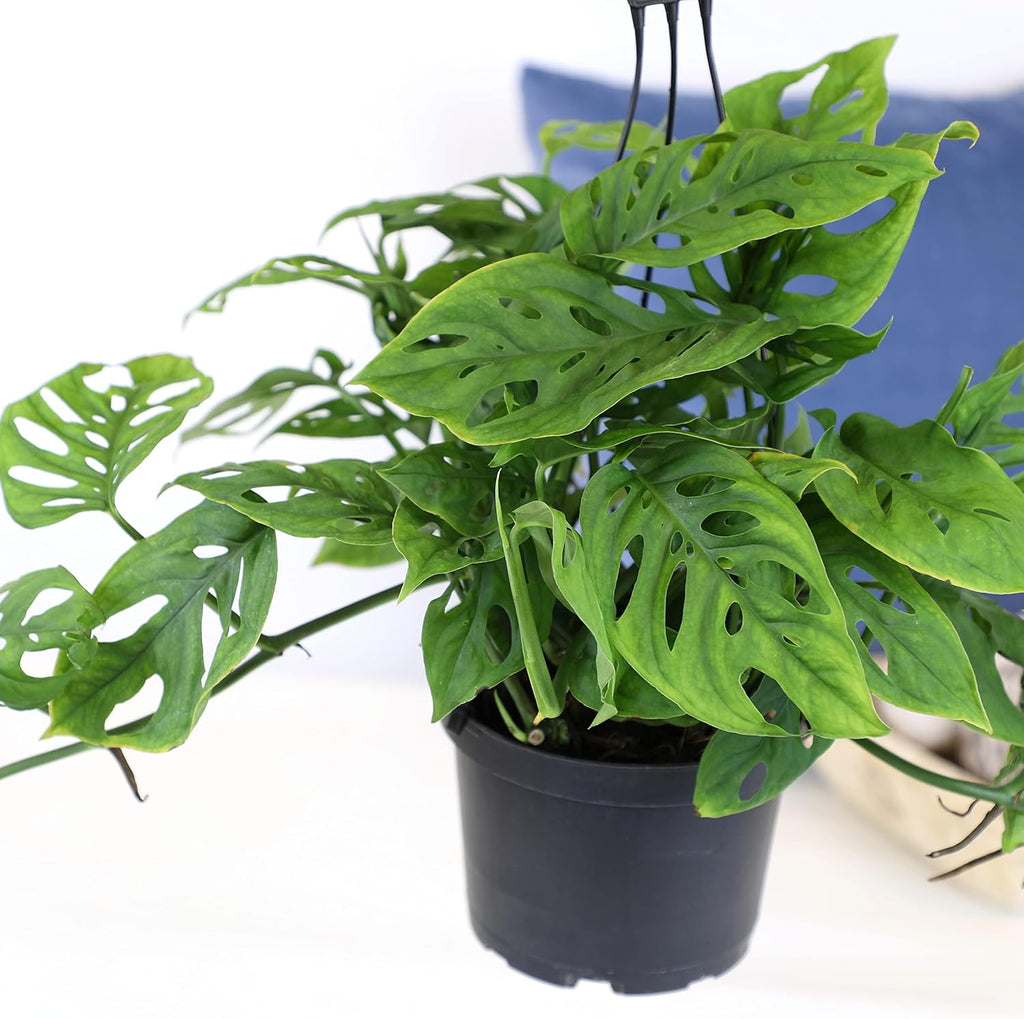 Swiss Cheese Monstera Adansonii Live Plant in Hanging Basket N73196