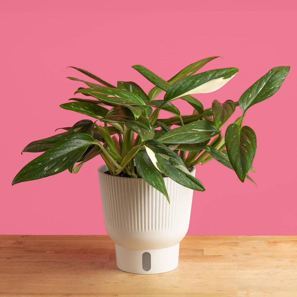 Monstera Cobra Live Indoor House Plant in Self-Watering Pot O7213