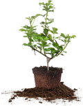 PERFECT PLANTS Natchez Thornless BlackBerry Bush 1 Gal. Pot Extremely Adaptable Large Firm Berries