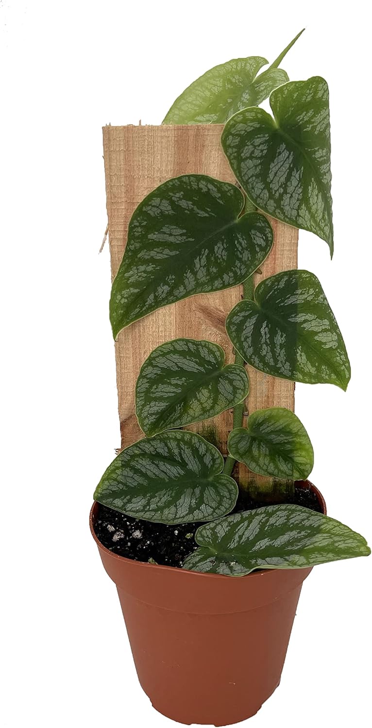 Rare Shingle Plant - Monstera dubia - 4" Pot