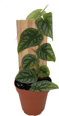Rare Shingle Plant - Monstera dubia - 4" Pot