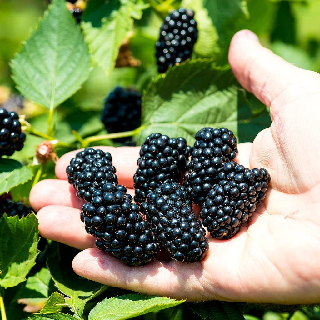 Natchez Thornless Blackberry Bush, 1 Gal. Pot A4438