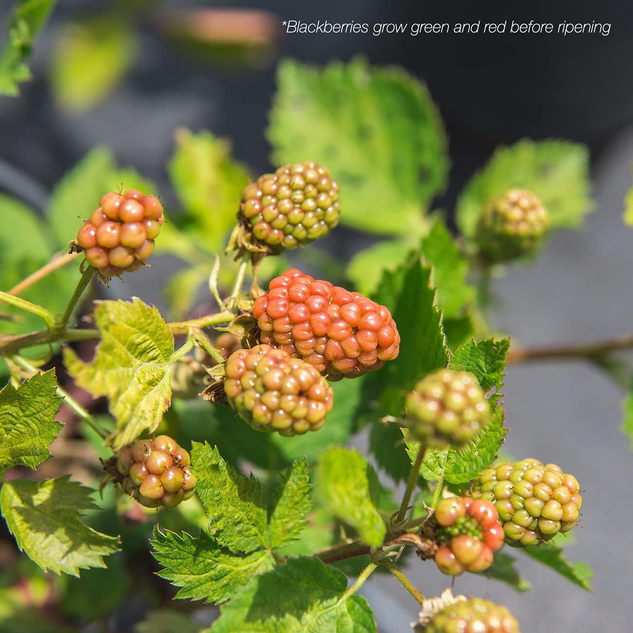 Thornless BlackBerry Bush, 1 Gal. Pot F91583