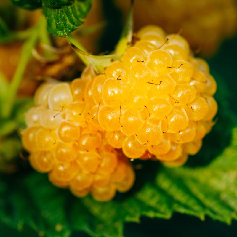Black Raspberry Plants Live for Planting, 1-2 Years Old D8921
