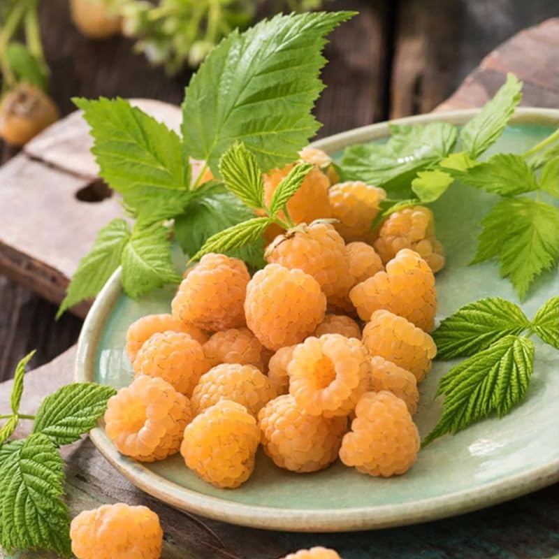 Black Raspberry Plants Live for Planting, 1-2 Years Old D8921