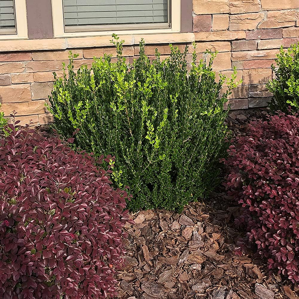 Wintergreen Boxwood 2.25 Gal, Green Foliage L84782