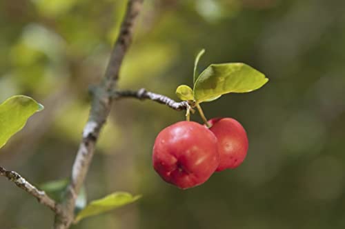 Barbados Cherry Tree Live Plant in 6 Inch Grower's Pot G714207