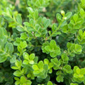 Baby Gem Boxwood (2.5 Quart) Low-Maintenance Evergreen Shrub - Full Sun to Part Shade Live Outdoor Plant…