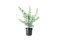Arbequina Olive Tree | 1 Live #1 Size Pot | Grow Your Own Olives Indoors
