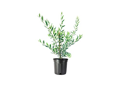 Arbequina Olive Tree | 1 Live #1 Size Pot | Grow Your Own Olives Indoors