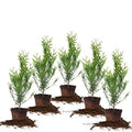 PERFECT PLANTS Thuja Green Giant 1 Gallon | Privacy Evergreen Arborvitae | Adaptable Lush Green Foliage