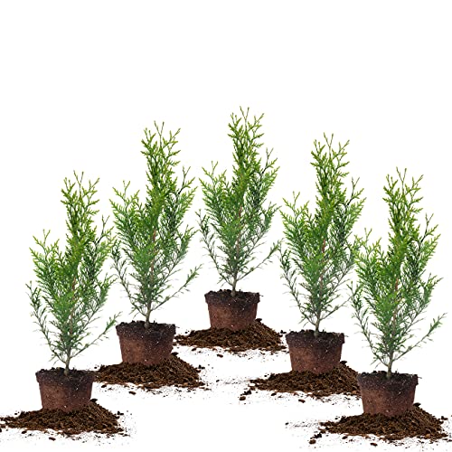 PERFECT PLANTS Thuja Green Giant 1 Gallon | Privacy Evergreen Arborvitae | Adaptable Lush Green Foliage