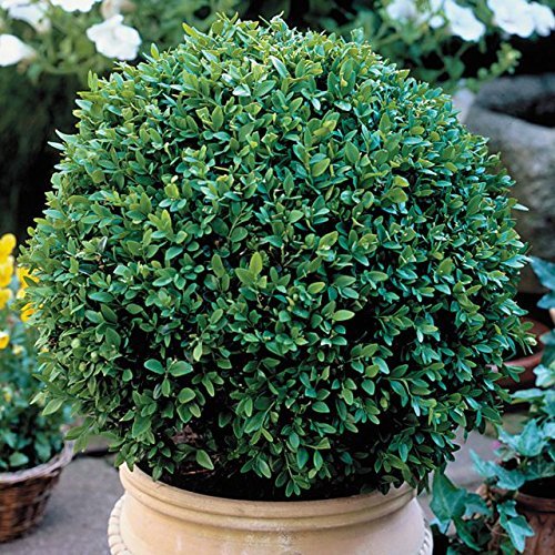 Two Green Velvet Boxwood Shrubs - 2 Live Plants Shipped in Quart Containers by DAS Farms (No California)