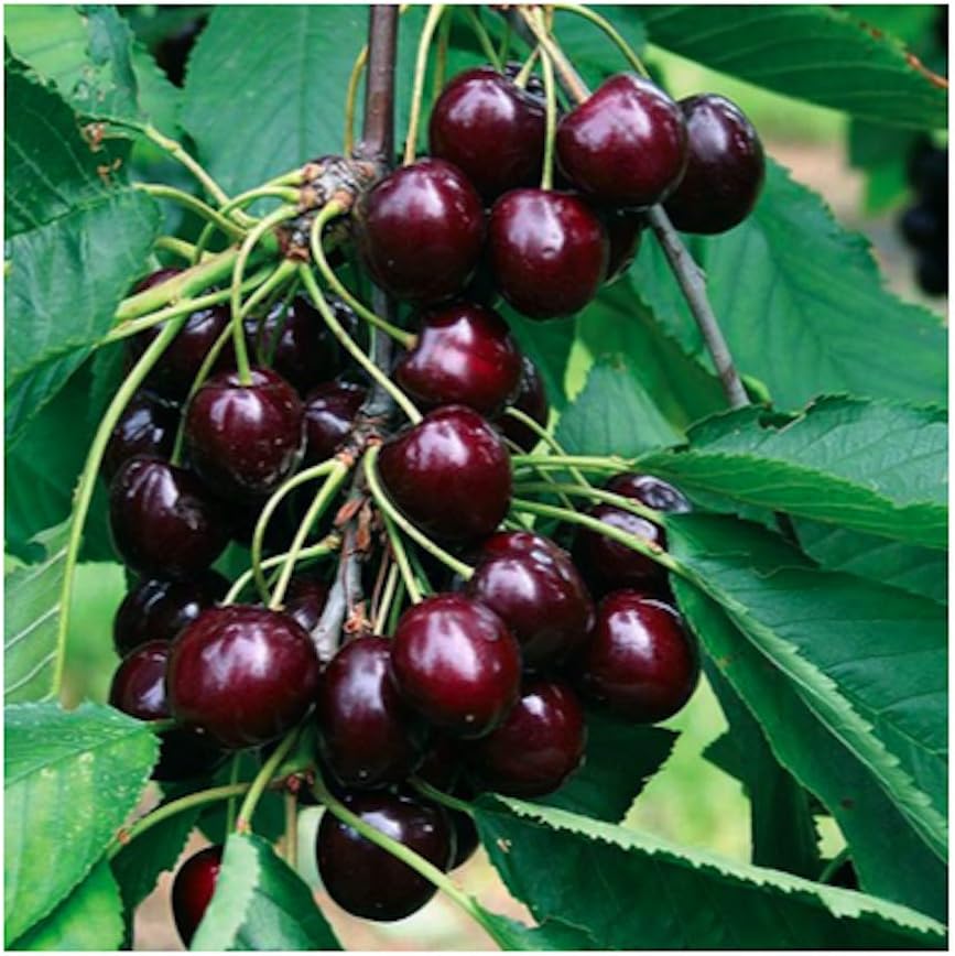 Black Cherry Fruit Tree Seeds for Planting, Non GMO Heirloom, 25+ Seeds J25420