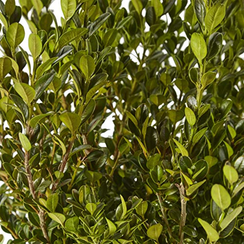 Wintergreen Boxwood 2.25 Gal, Green Foliage Q333