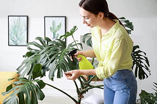 Monstera Deliciosa Plant with Edible Fruits, Split Leaf Philodendron, 10" Pot I94518