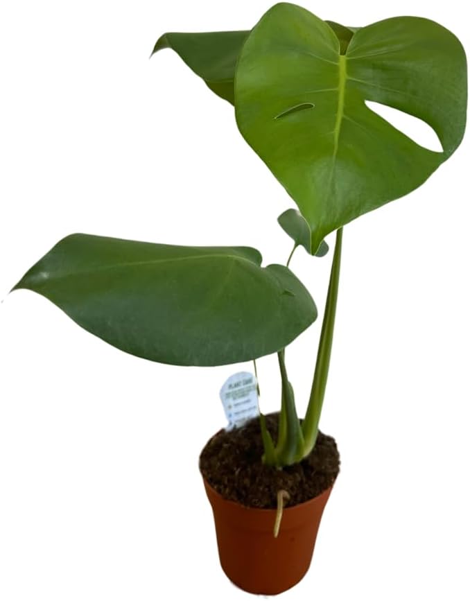 Monstera deliciosa (Philodendron Monstera, Swiss-Cheese Plant) Live Indoor House Plant, 5" Pot, Plants Over 17" Tall Well Rooted