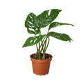 Premium Monstera Adansonii in 4" Pot - Exotic Swiss Cheese Vine - Rare Indoor Plant - Swiss Cheese Plant Live - Monstera Plant Live - Limited Stock, Order Now (Medium Size Plant in 4" Pot)