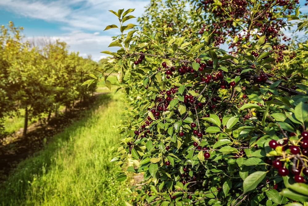 Black Cherry Fruit Tree Seeds for Planting, Non GMO Heirloom, 25+ Seeds J25420
