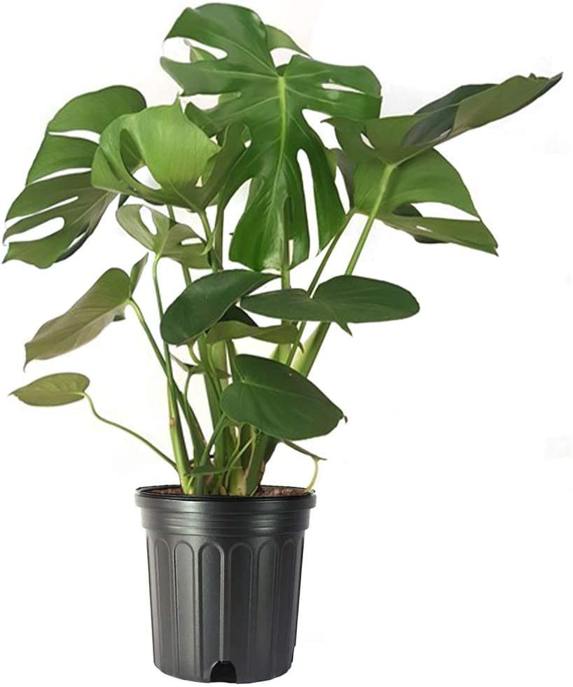 American Plant Exchange Live Monstera Deliciosa Plant with Edible Fruits, Split Leaf Philodendron Plant, Plant Pot for Home and Garden Decor, 10" Pot