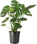 American Plant Exchange Live Monstera Deliciosa Plant with Edible Fruits, Split Leaf Philodendron Plant, Plant Pot for Home and Garden Decor, 10" Pot