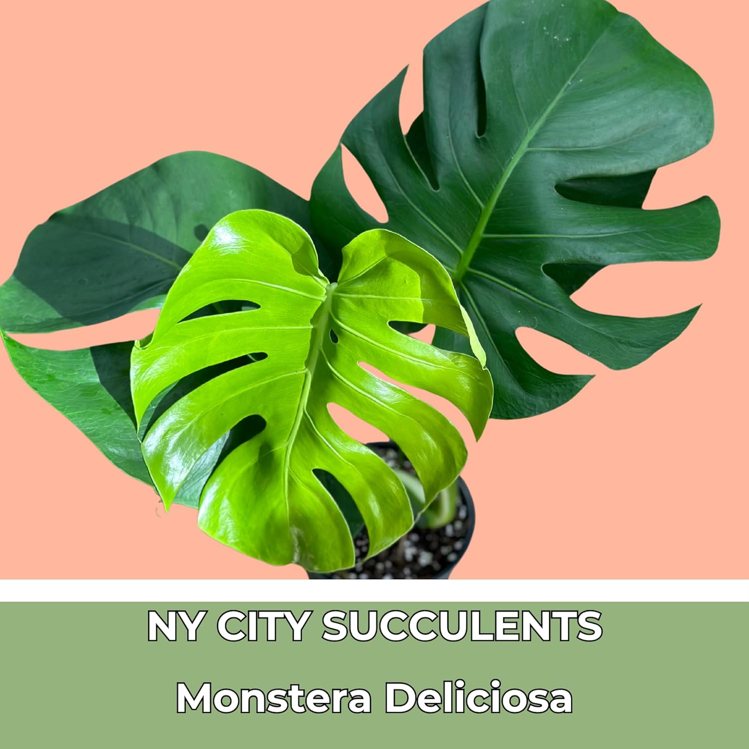 Monstera Deliciosa Live Plant in 4 Inch Pot M39910