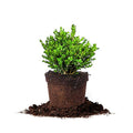 Perfect Plants wintergreen bush boxwood, 1 gallon, Includes Plant Food