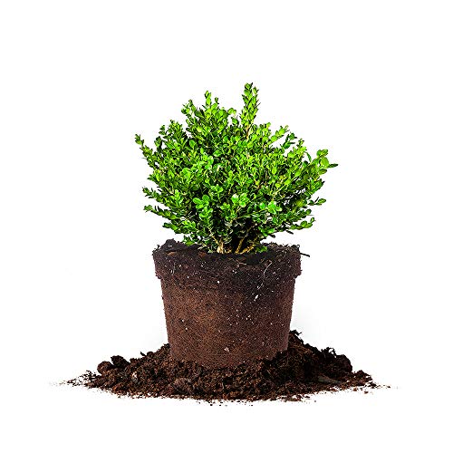 Perfect Plants wintergreen bush boxwood, 1 gallon, Includes Plant Food