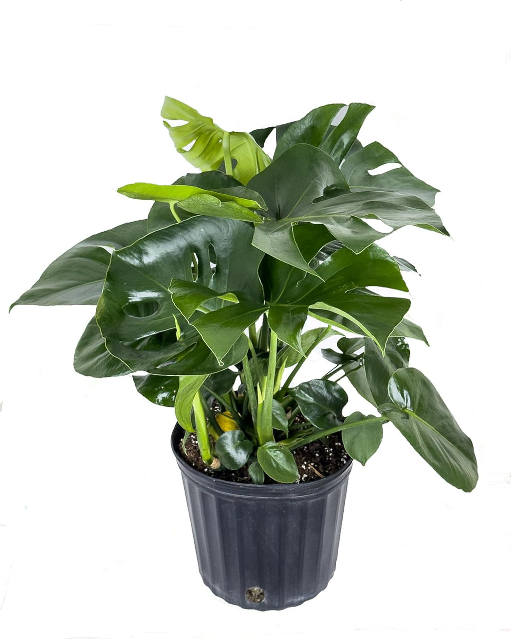 Swiss Cheese Plant, Large Live Indoor Plant in Grower Pot, 2-3 Feet Tall D997