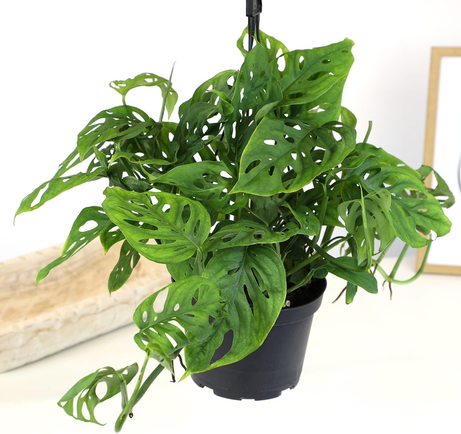 Swiss Cheese Monstera Adansonii Live Plant in Hanging Basket N73196