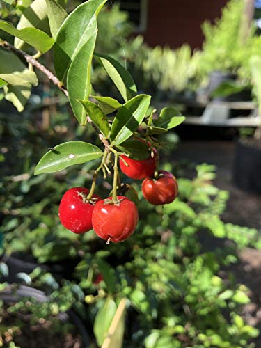 Barbados Cherry Tree Live Plant in 6 Inch Grower's Pot G714207