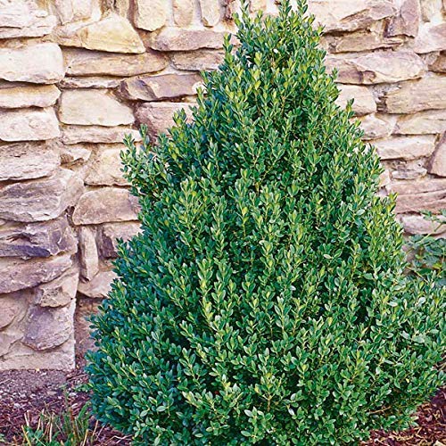 Boxwood - 10 Live Plants - Cold Hardy Evergreen Shrub B7618