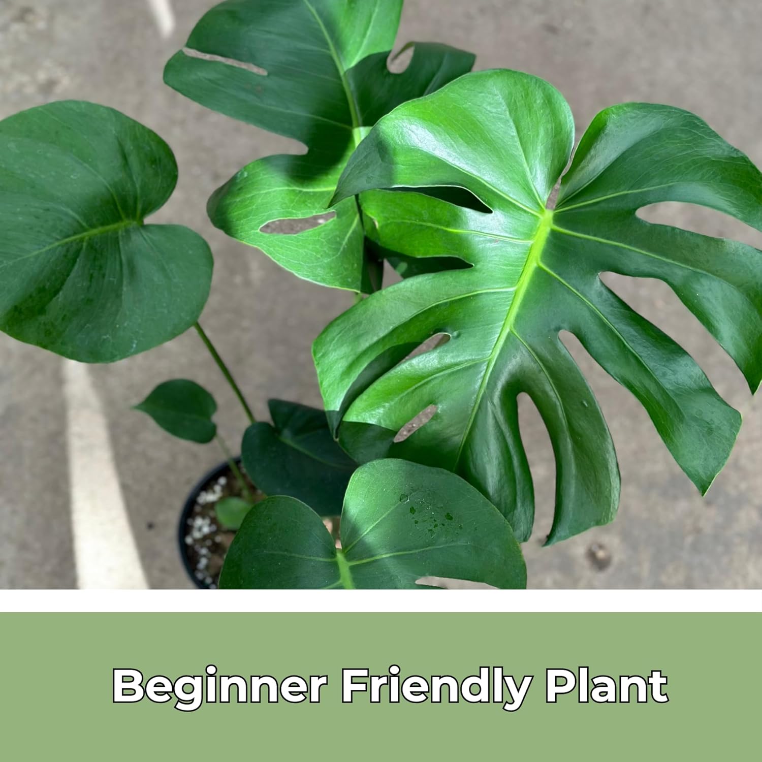 Monstera Deliciosa Live Plant in 4 Inch Pot M39910