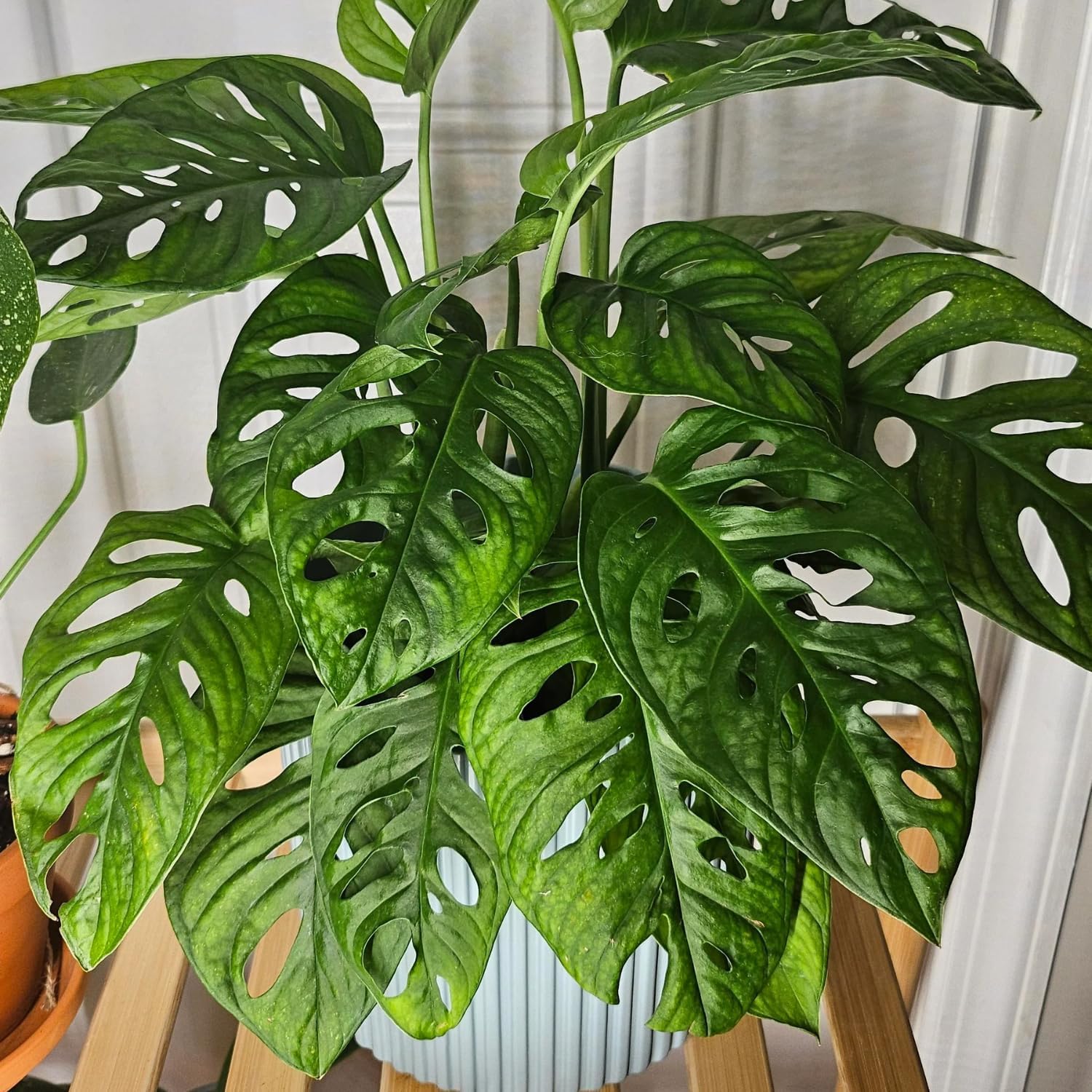 Swiss Cheese Plants Live - 2 Plants in Pot - Indoor House Plant U62139