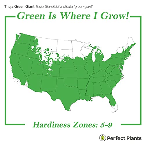 Thuja Green Giant 1 Gallon Privacy Evergreen Arborvitae M24599