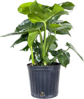 Monstera deliciosa Swiss Cheese Plant, Large Live Indoor Plant in Grower Pot, Easy to Grow Houseplant, 2-3 Feet Tall