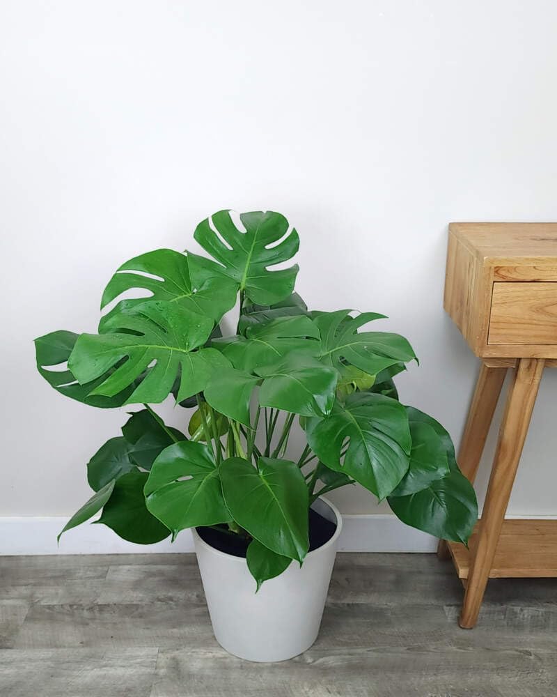 Swiss Cheese Plant, Large Live Indoor Plant in Grower Pot, 2-3 Feet Tall D997
