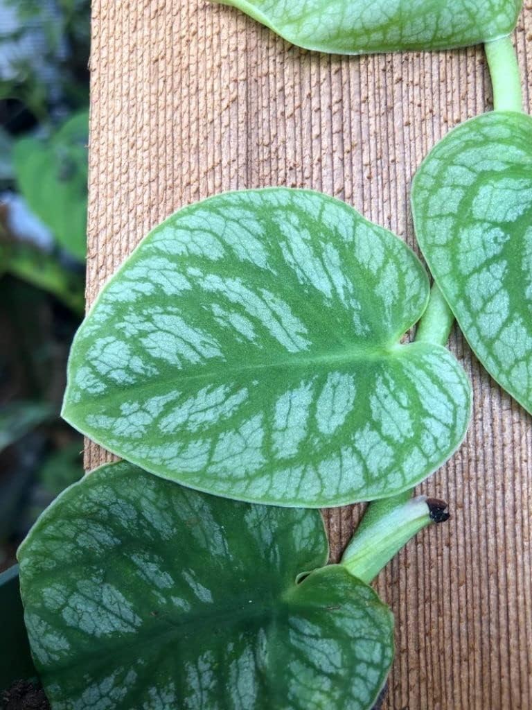 Monstera dubia - 4" Pot B7908