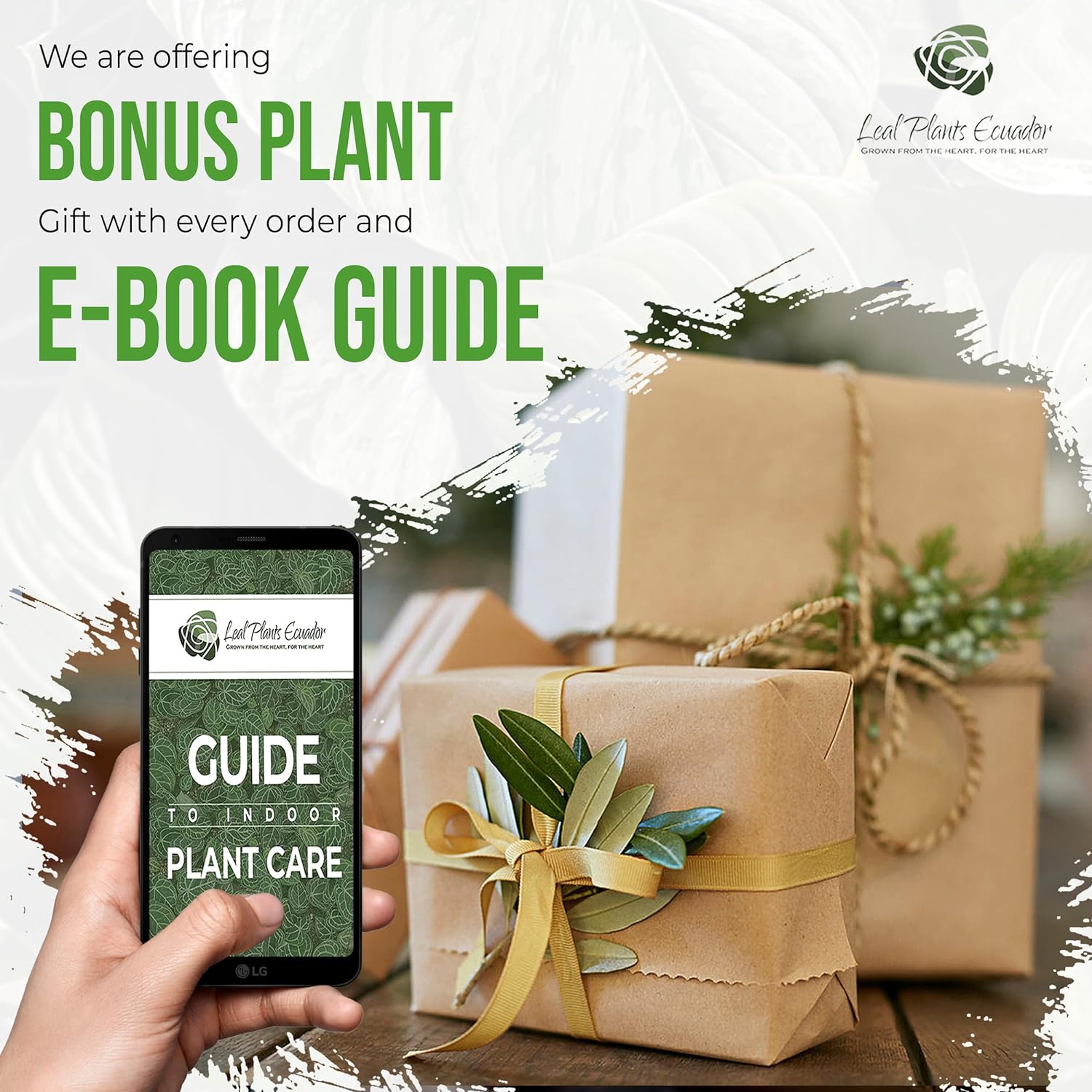 Variegated Alocasia Live Houseplant P4353