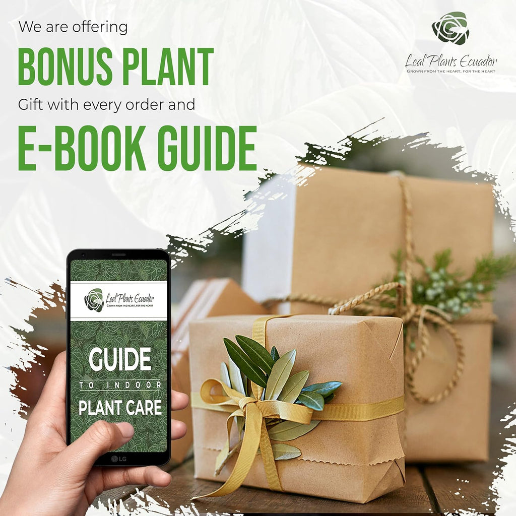 Swiss Cheese Plant Live Indoor Houseplant Easy to Grow N7518
