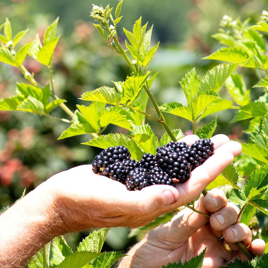 Triple Crown BlackBerry Bush 1 Gallon Live Vining Fruit for Outdoor Planting G153