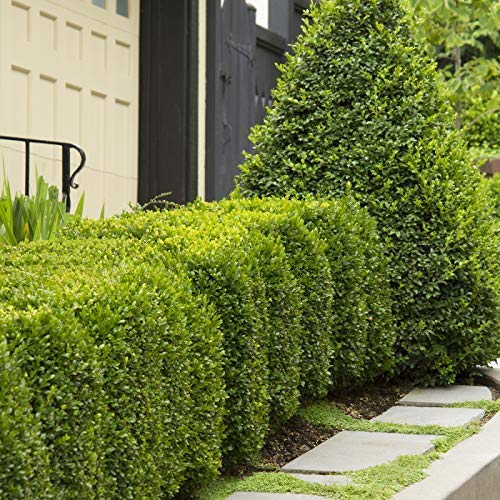 Boxwood - 10 Live Plants - Cold Hardy Evergreen Shrub B7618