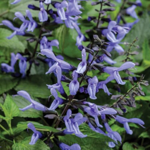 Red Pineapple Sage Live Plant in 3" Pot H581591
