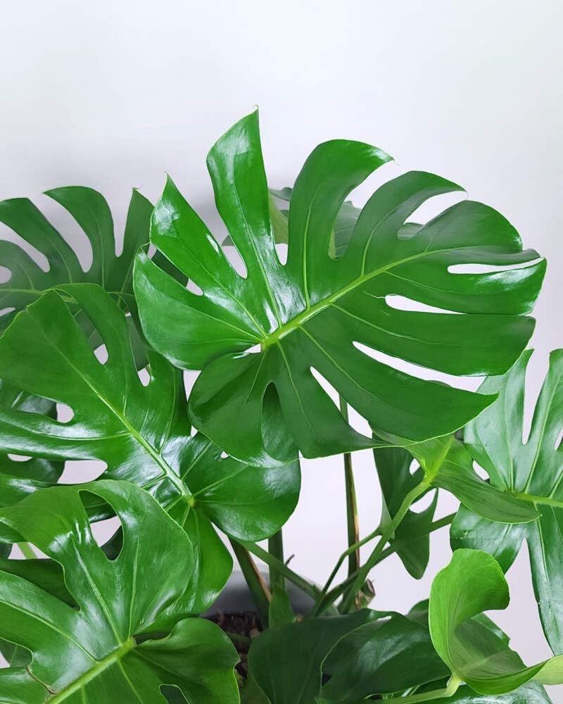 Swiss Cheese Plant, Large Live Indoor Plant in Grower Pot, 2-3 Feet Tall D997