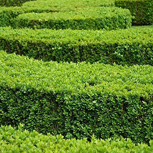 Boxwood - 10 Live Plants - Cold Hardy Evergreen Shrub B7618