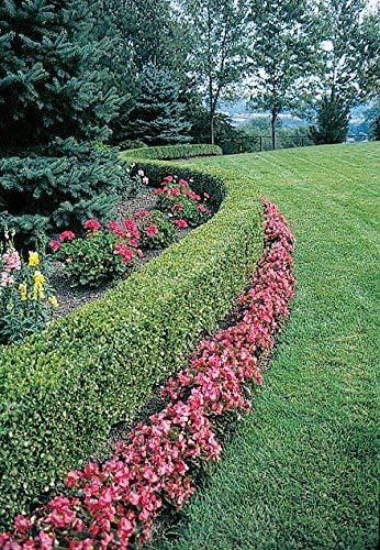 2 Green Velvet Boxwood Shrubs Live Plants L27594