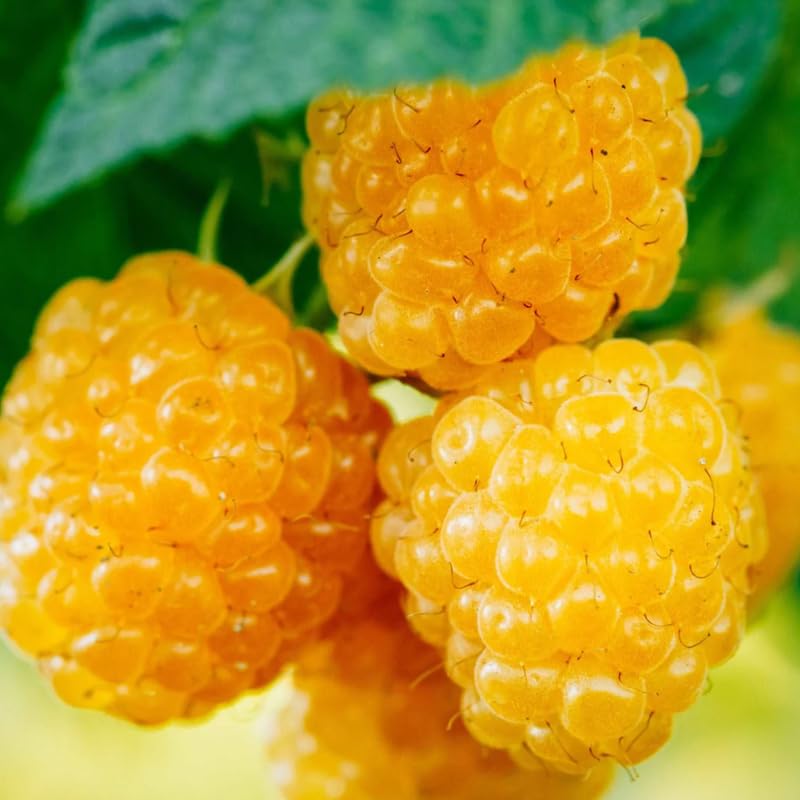 Black Raspberry Plants Live for Planting, 1-2 Years Old D8921