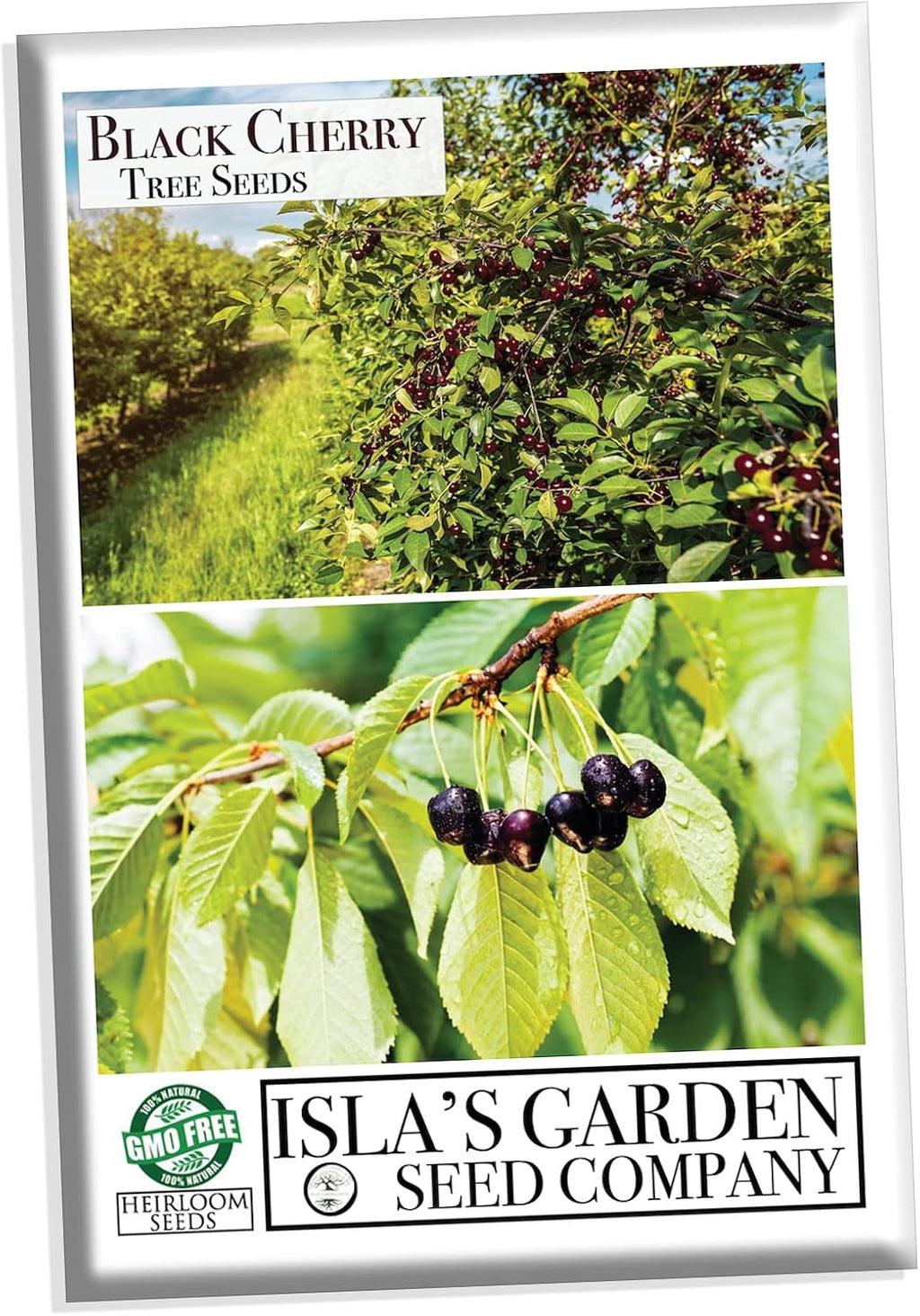 Black Cherry Fruit Tree Seeds for Planting, Non GMO Heirloom, 25+ Seeds J25420