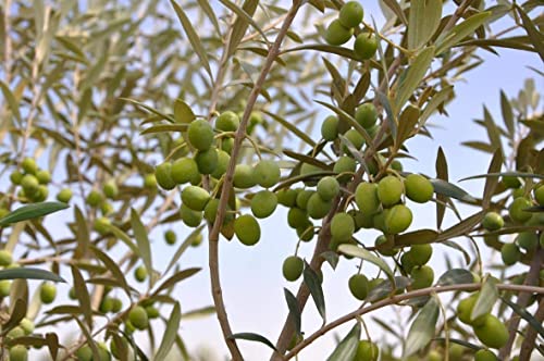 Live Olive Tree in Pot for Indoor Growing Q39049